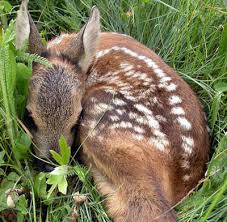 Cucciolo di capriolo