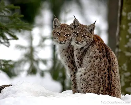 Lince