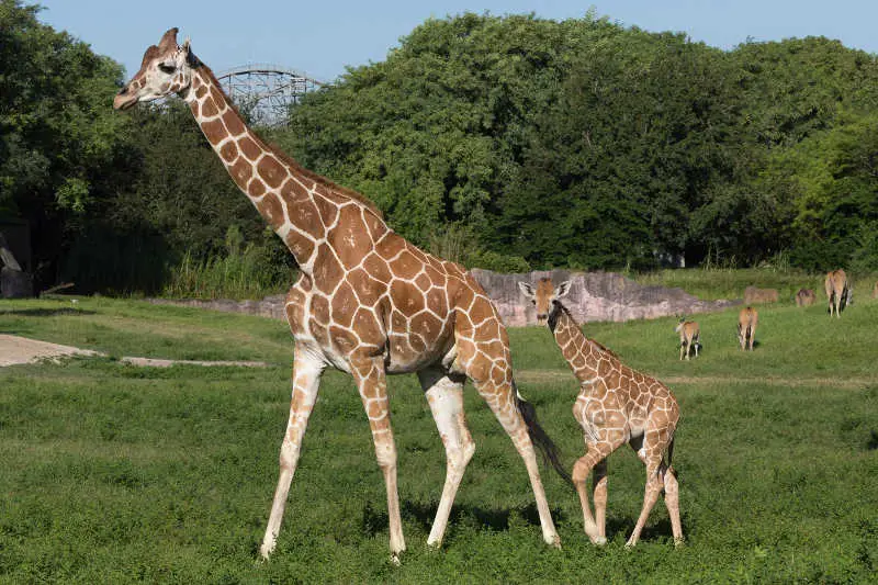 Giraffa