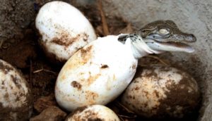 Uovo di coccodrillo