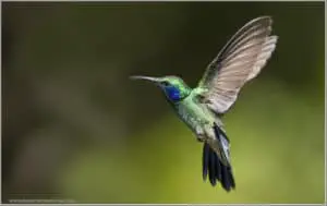 costa rica colibri