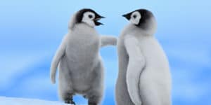 Cuccioli di pinguino imperatore