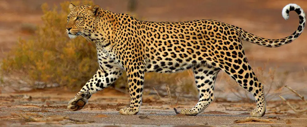 Leopardo