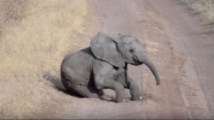 Cucciolo di elefante