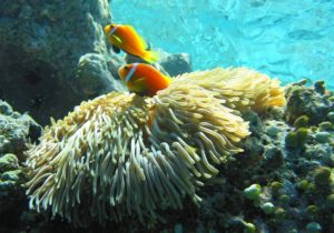 pesce anemone Maldive
