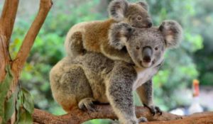 Koala con cucciolo