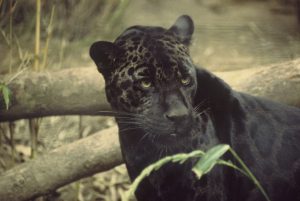 Giaguaro melanico
