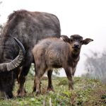 Bufalo con cucciolo