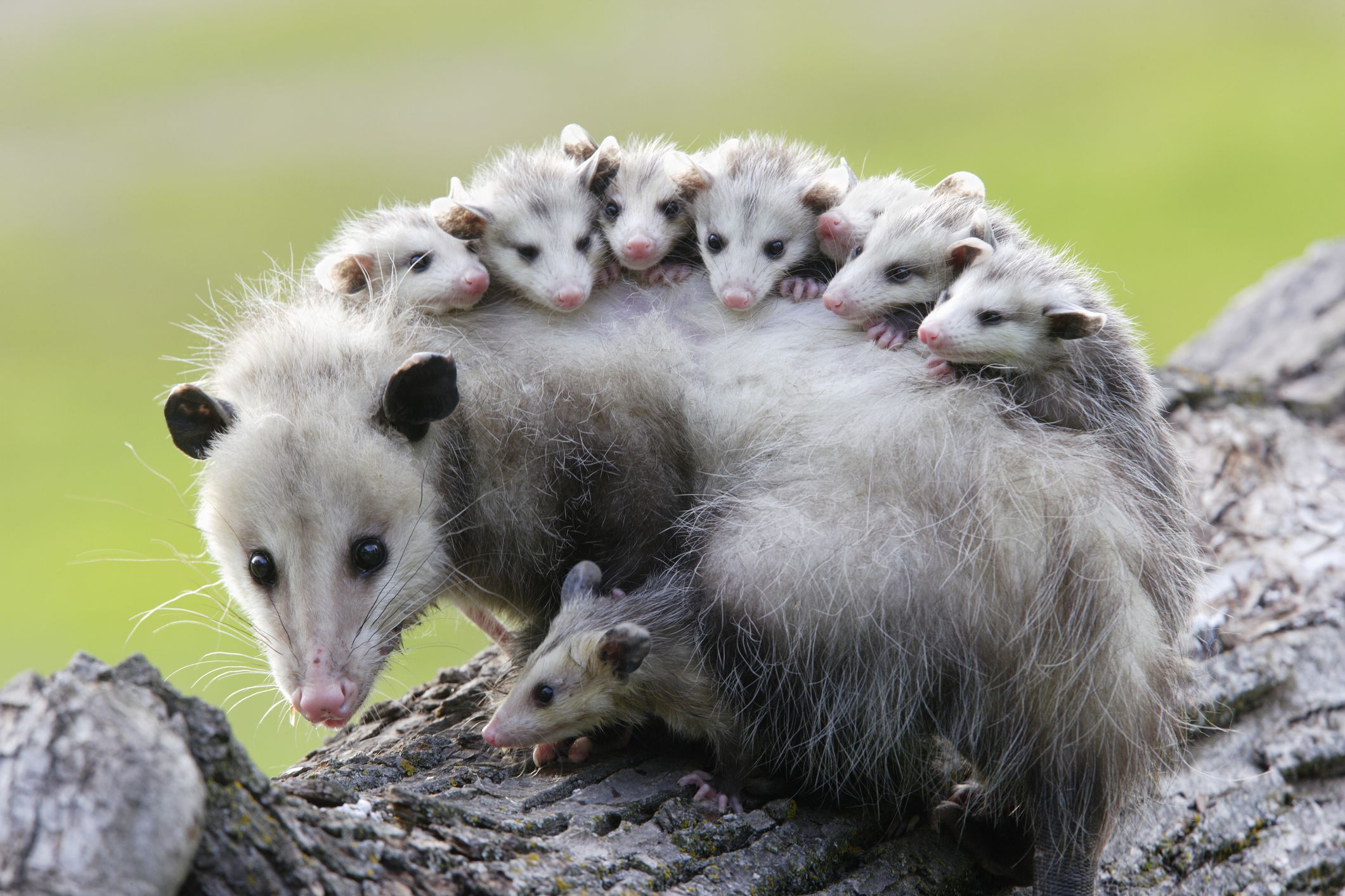 Opossum con cuccioli