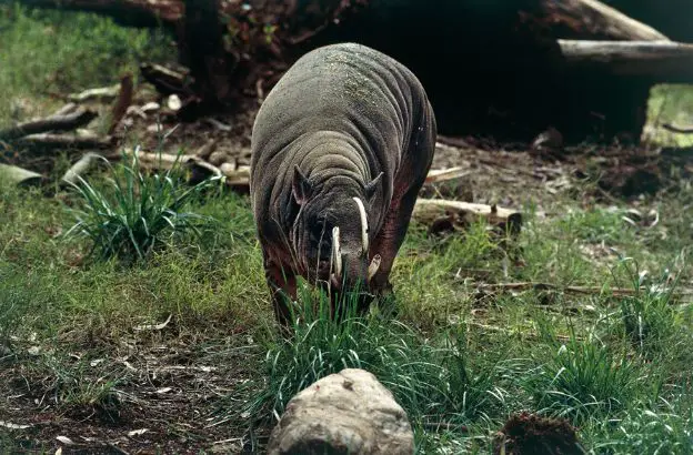 Babirussa