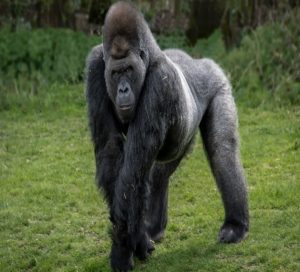 animalia g gorilla