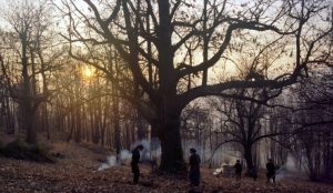 Storie dai Boschi di Castagne