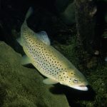 Trota lacustre