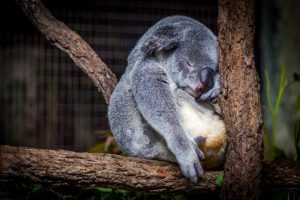 Animali lavativi - Koala