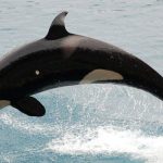Orca