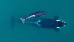 Orca Tahlequah