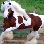 Cavallo