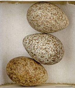 Uova di allodola