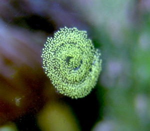 Nudibranchi-uova