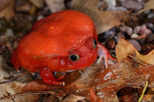 Rana pomodoro Dyscophus antongilii, animale rosso del Madagascar