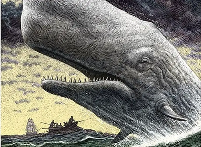 moby dick balena bianca