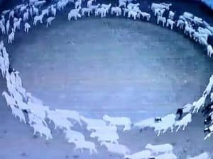mistero delle pecore che girano in cerchio