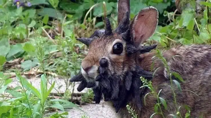Conigli Frankenstein jackalope 