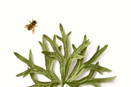 invisibile meraviglia susanna tamaro solferino