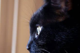 Gatto nero, richiamo alla trasformazione di Cleo in Strange Bedfellows