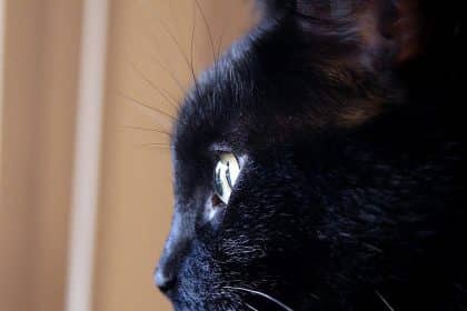 Gatto nero, richiamo alla trasformazione di Cleo in Strange Bedfellows