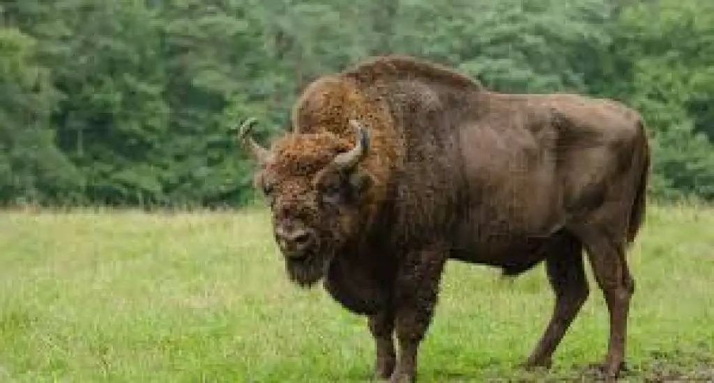 Rubrica animalibri: l'animale gigante, il bisonte