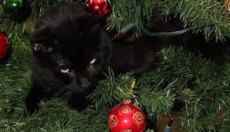 Immagini Gatti Natale.Il Gatto Che Scopri Il Natale