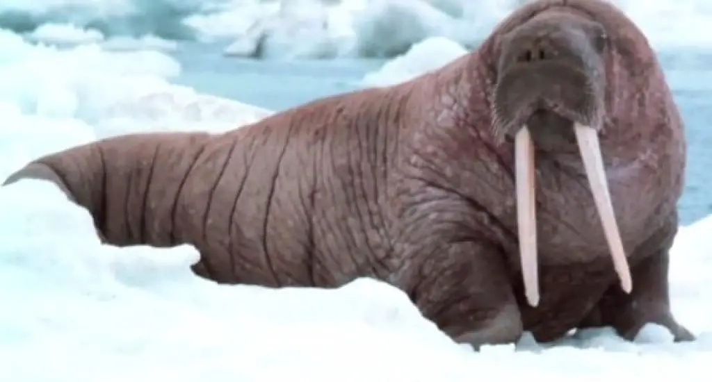 Animali e libri il baffuto e pesante mammifero tricheco